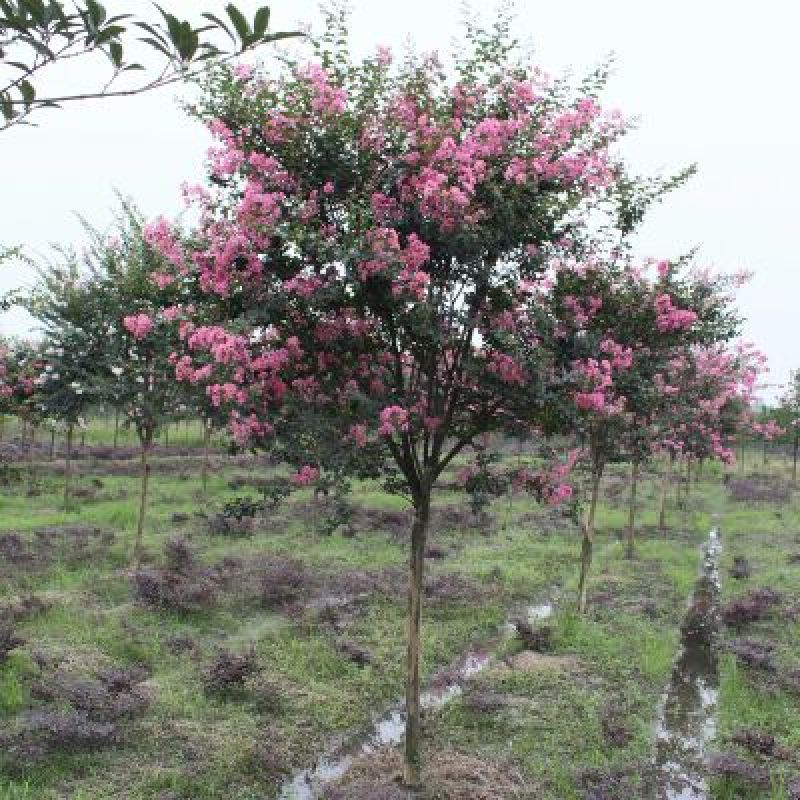 紫薇树2~4cm1.5~2米1~2米