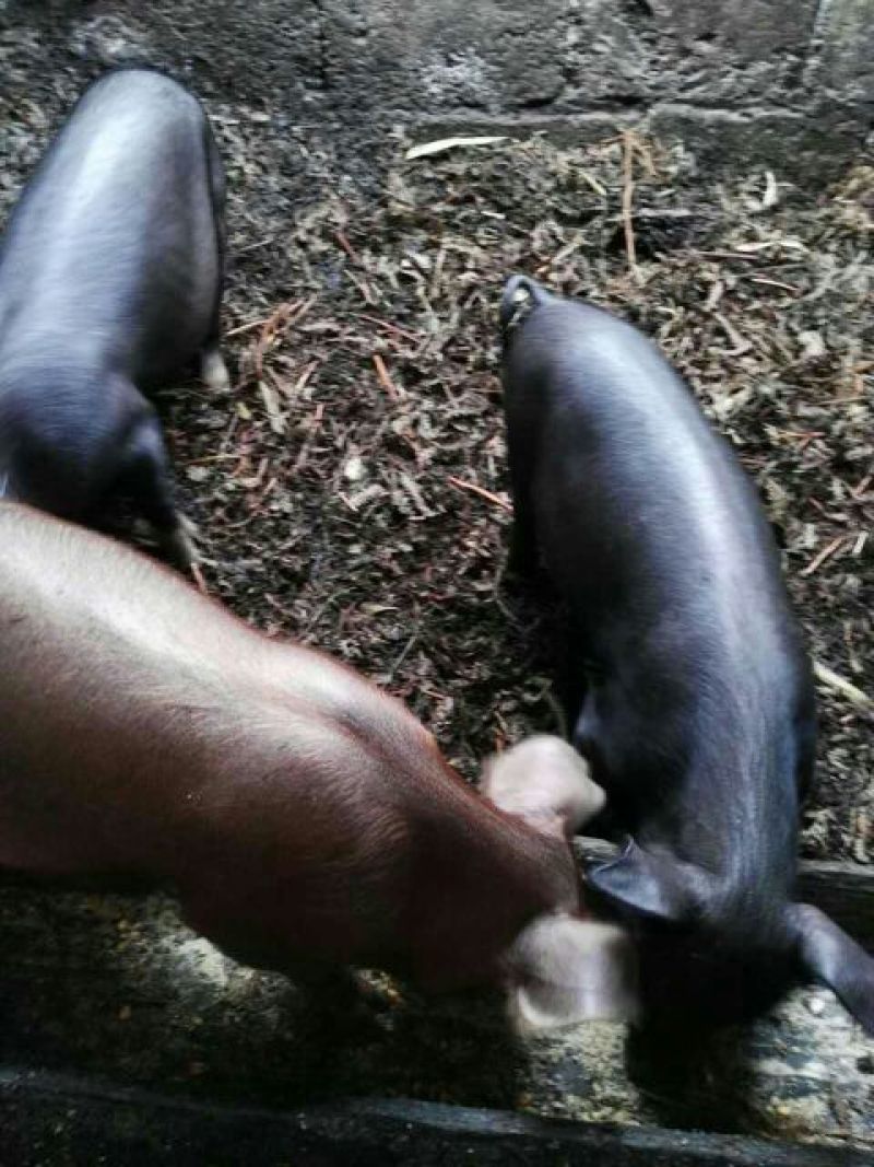 猪头肉包装