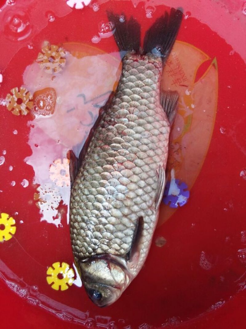白鲫食用
