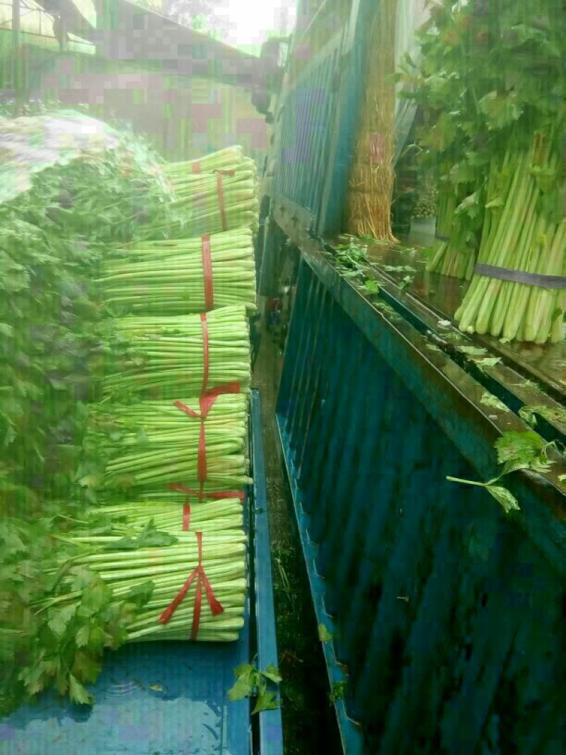 西芹50cm以上精品包装无夹心