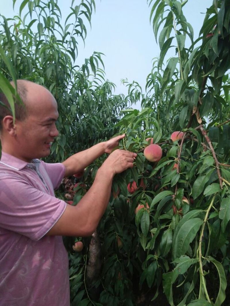 突围桃树苗50~60cm