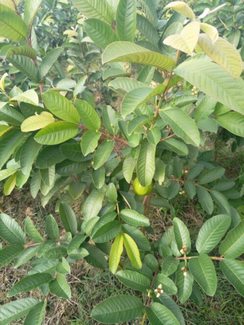 西瓜番石榴苗30~50cm