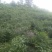 鲜辣椒10~15厘米青