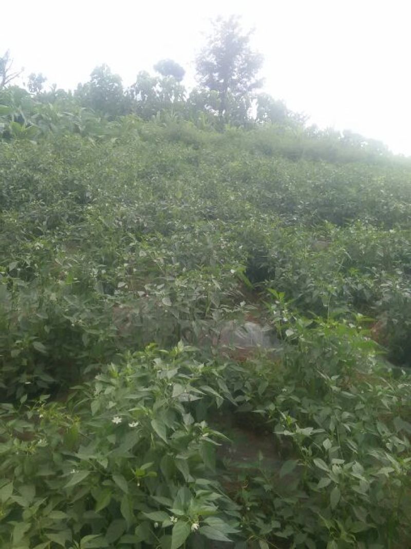 鲜辣椒10~15厘米青