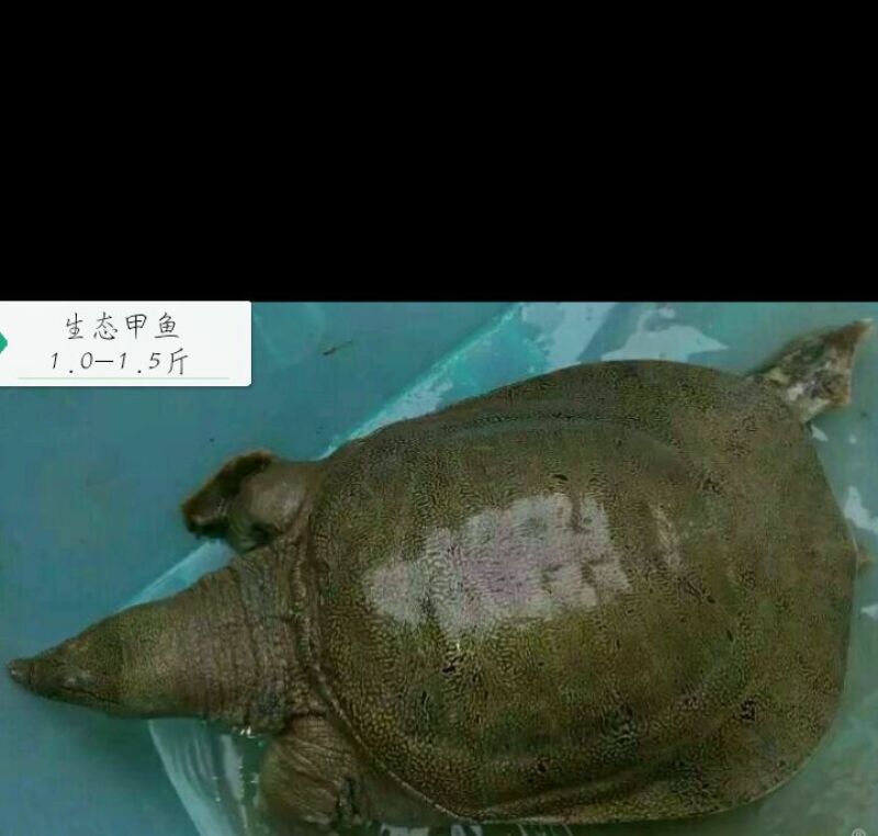 生态甲鱼1.5~2斤