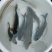 野鲤食用0.5~1公斤