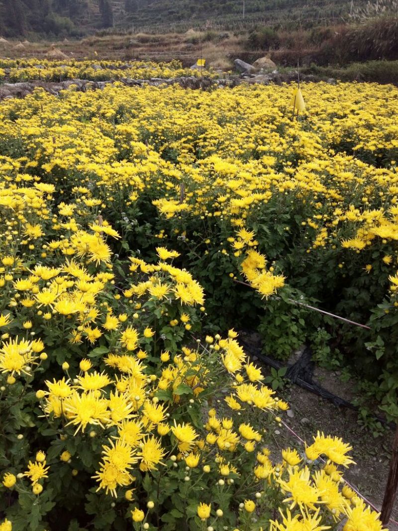 菊花茶