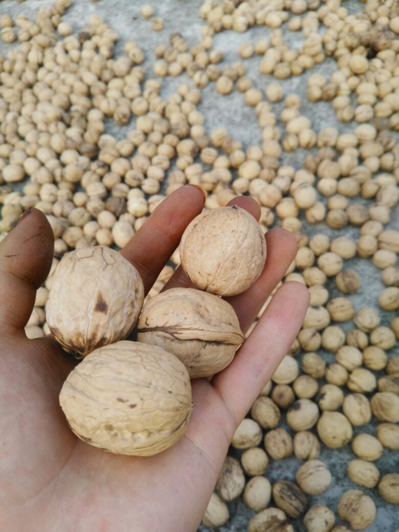 香玲核桃30mm以上去皮