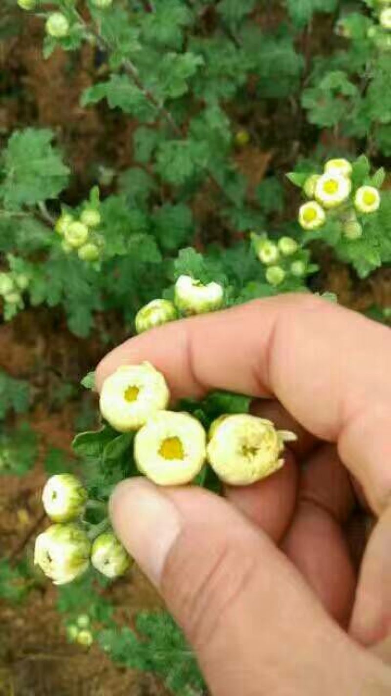 杭白菊罐装