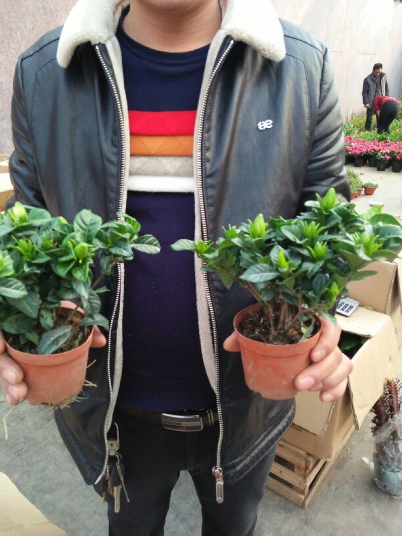 栀子花盆栽带花苞室内观花植物四季开花枝枝花树苗好养浓香型