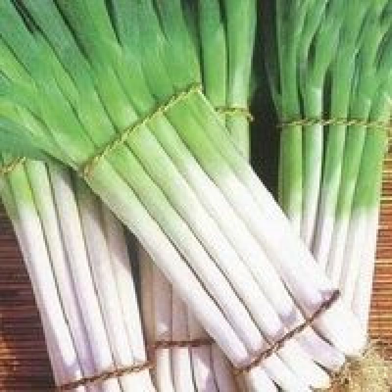 天光一本大葱20~25cm净葱2cm左右