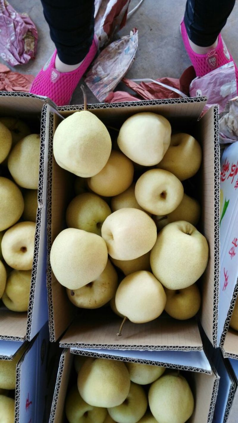酥梨150~200g纸箱