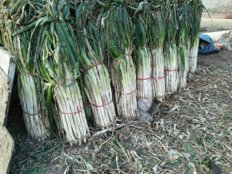 长年供应优质章丘长白大葱毛葱2cm左右40cm以上