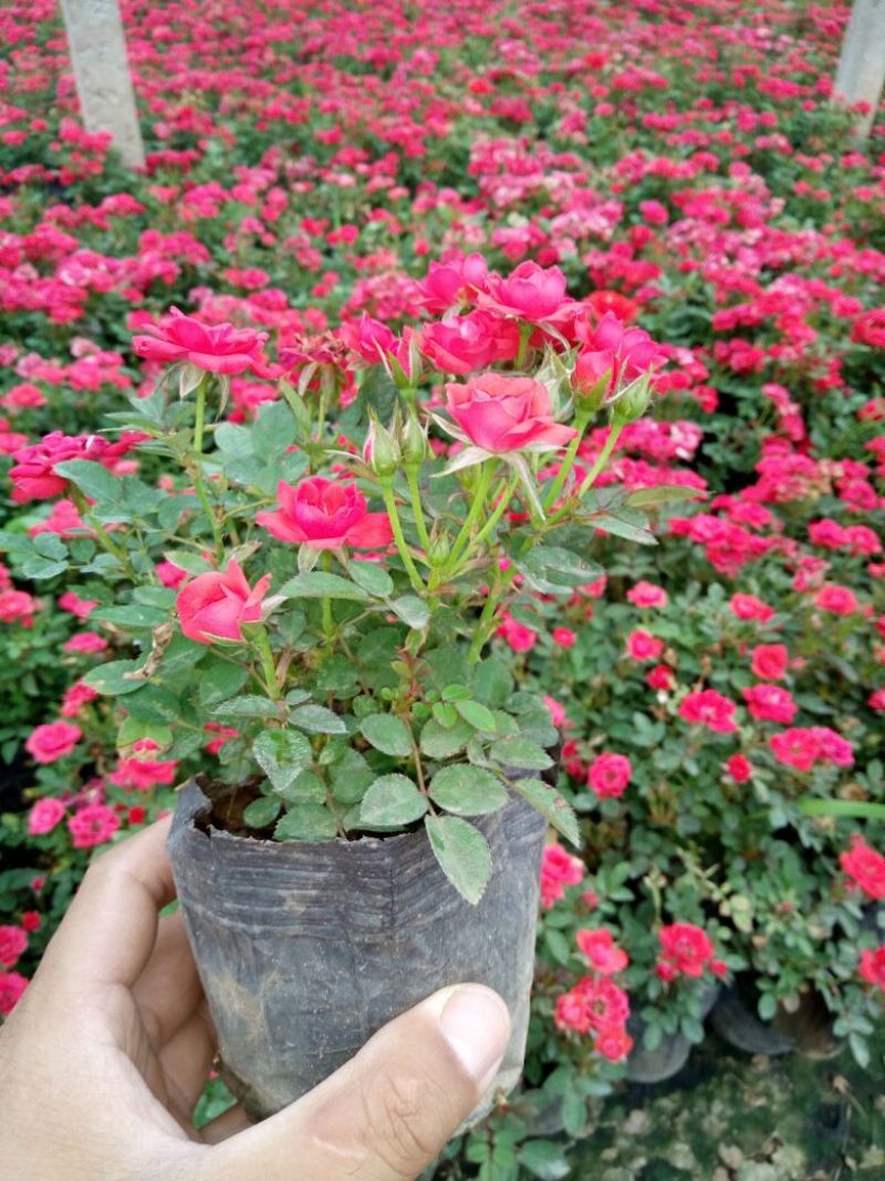 金盏菊