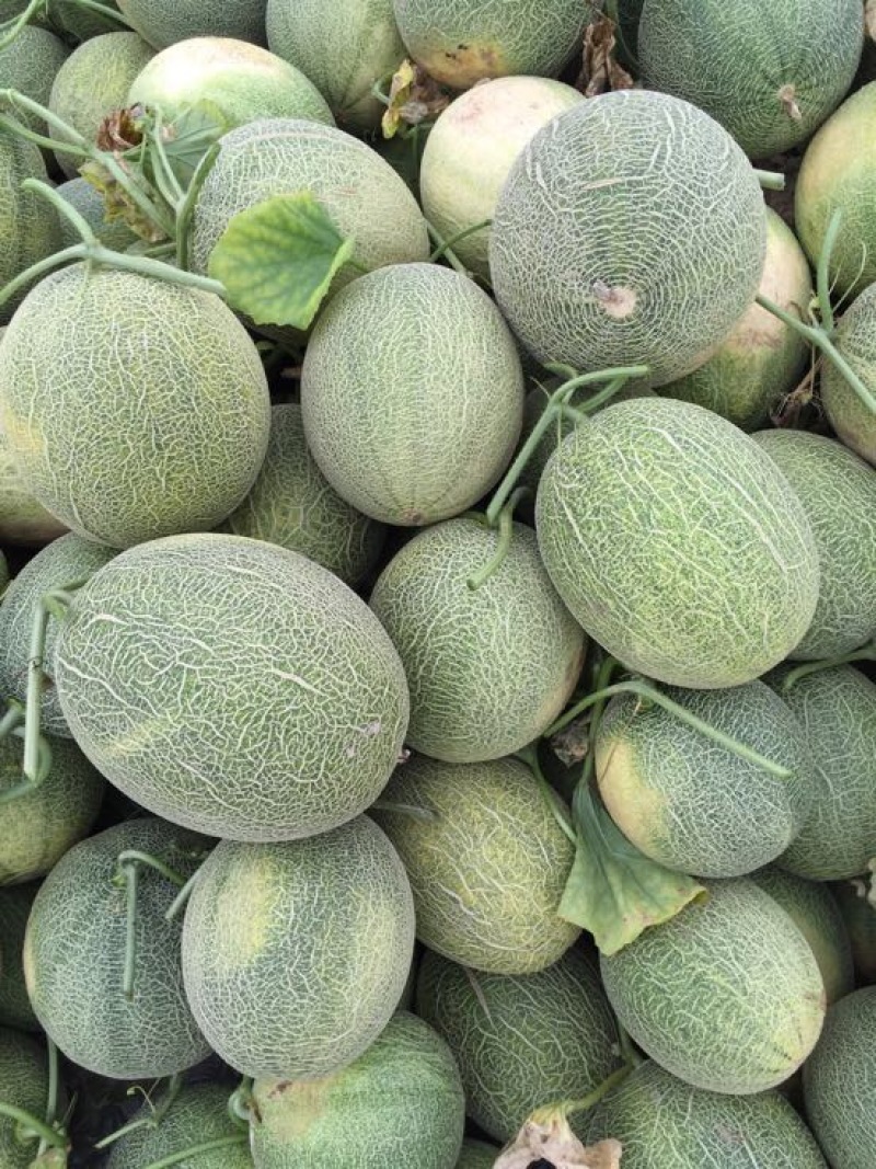 西州蜜瓜