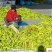 黄皮青椒3cm以上大量上市冀鲁豫三省交界处