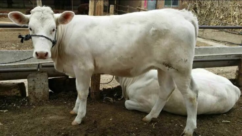 肉牛