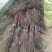 盆栽葡萄30~50cm