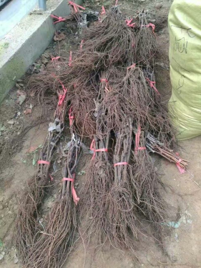 盆栽葡萄30~50cm