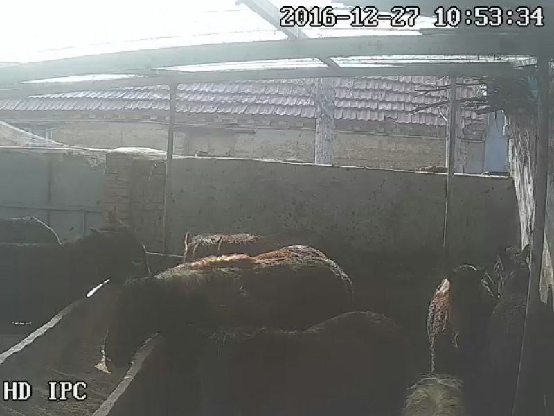 驴肉鲜货