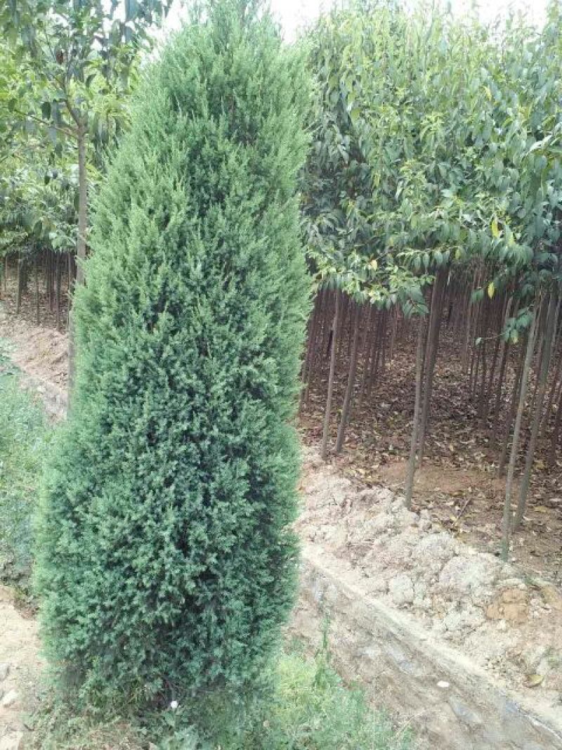 大叶女贞4cm以下4~6cm