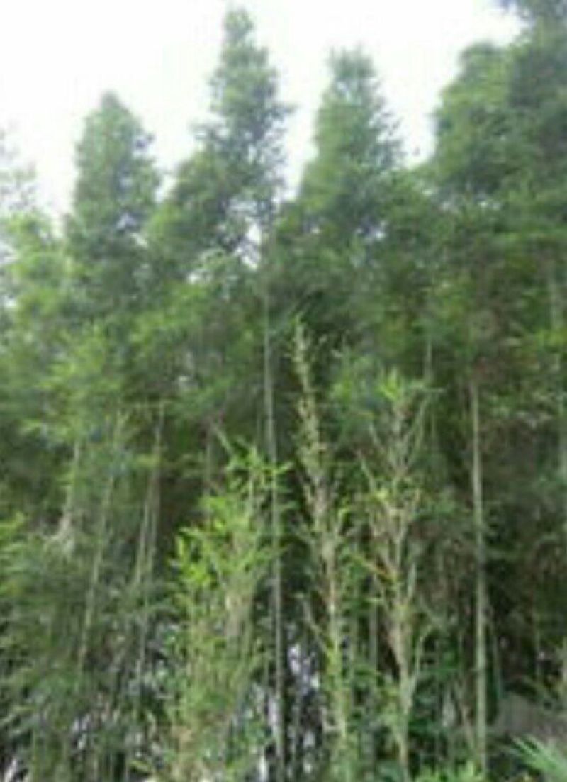 苦竹9~10m