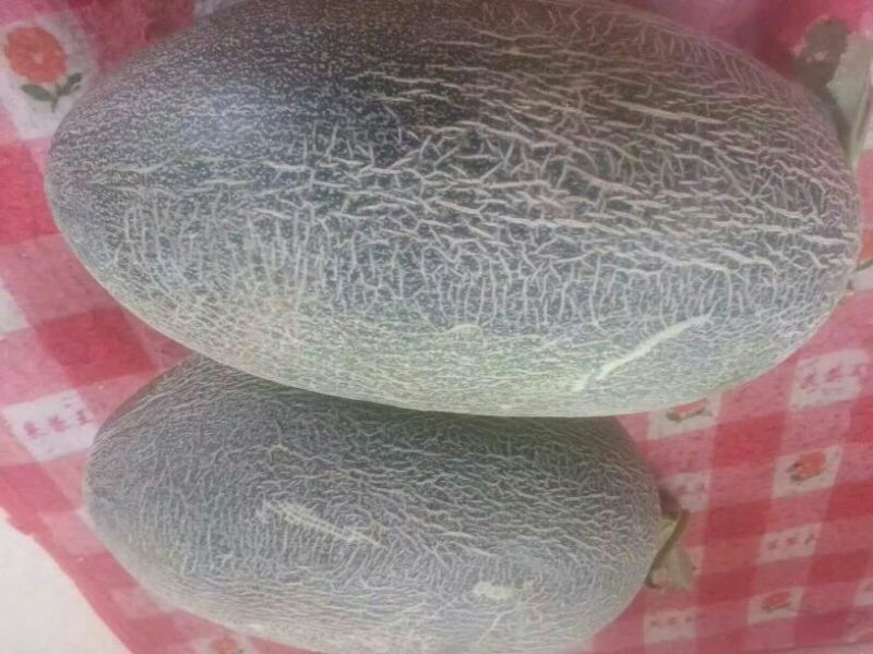 伽师瓜7斤以上椭圆形