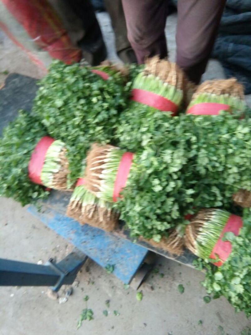 中叶铁杆青香菜，毛菜，净菜，提供包装，诚信报价！