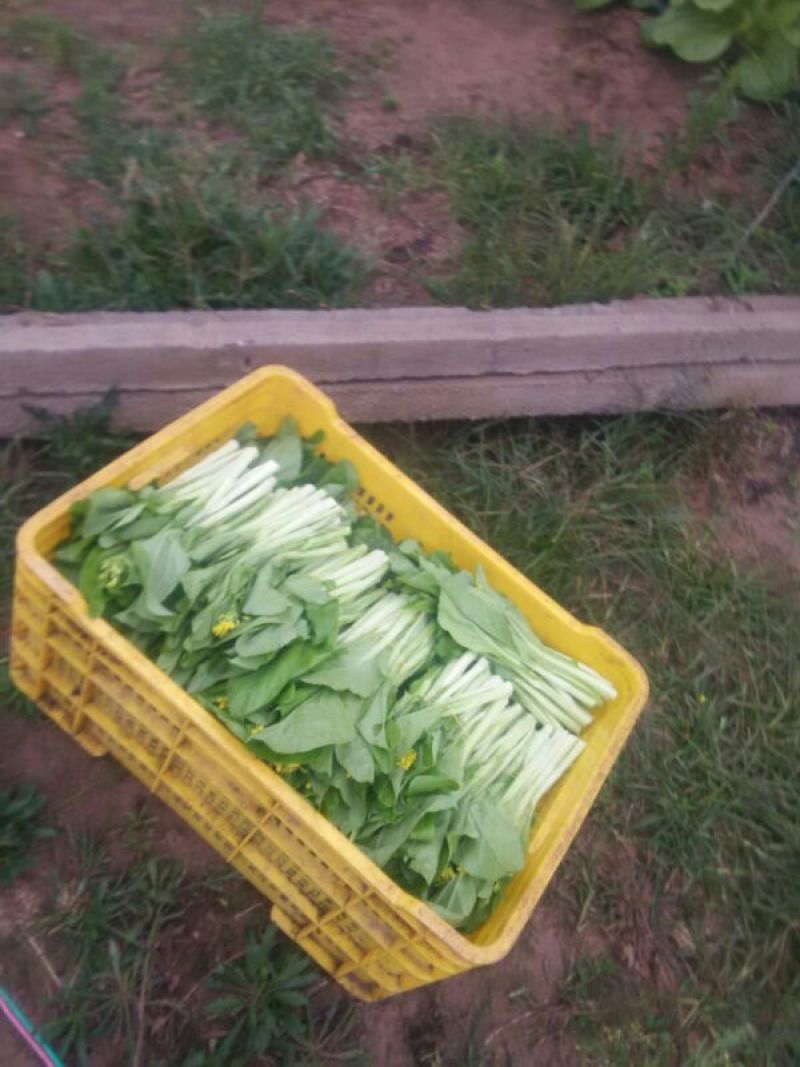 白菜苔15~20厘米
