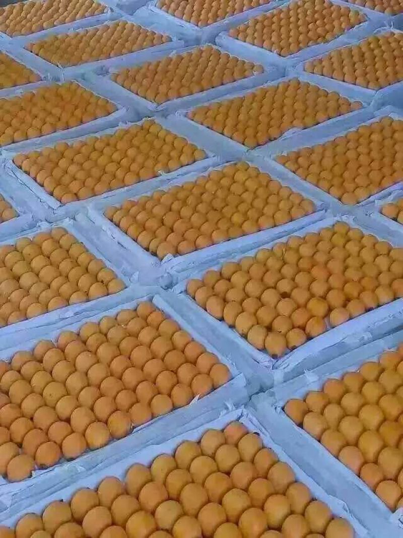 枇杷0.4两以上