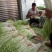 韭黄头茬40~50公分