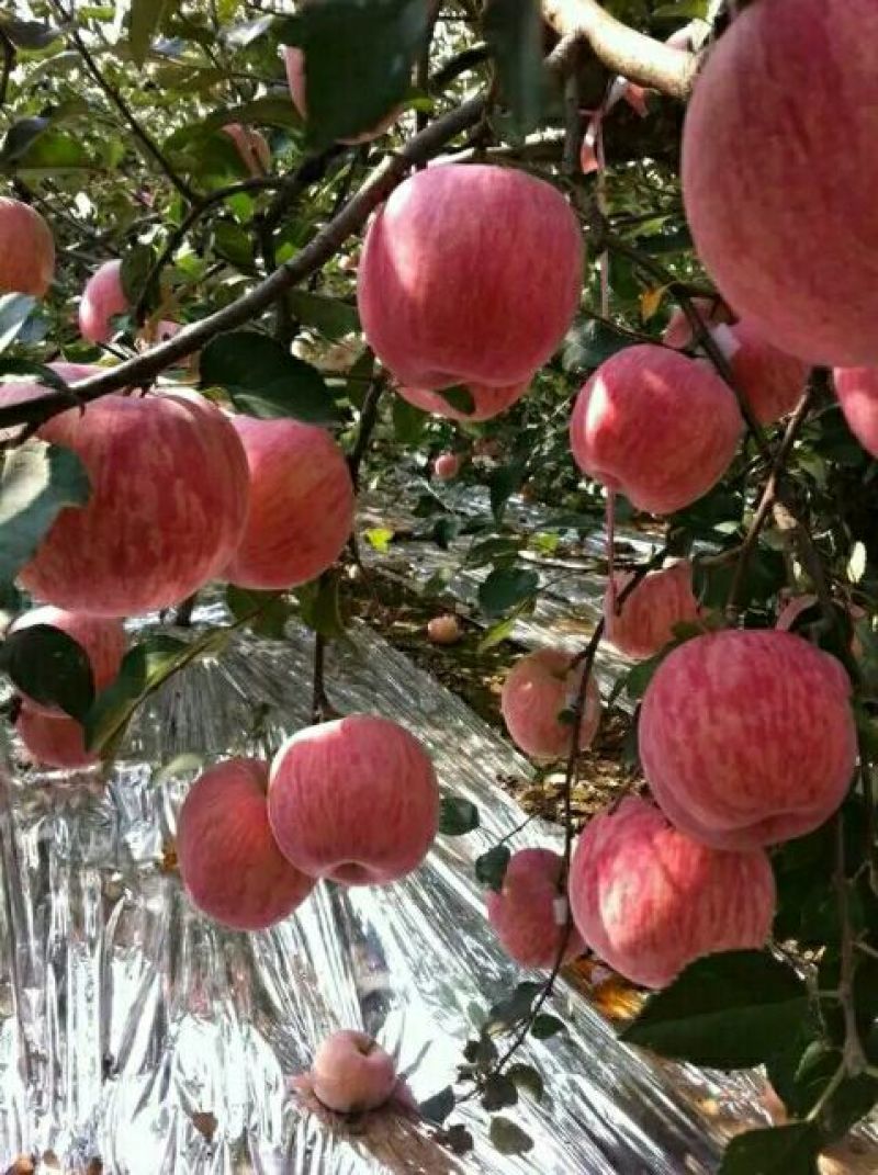 栖霞红富士苹果大量出售