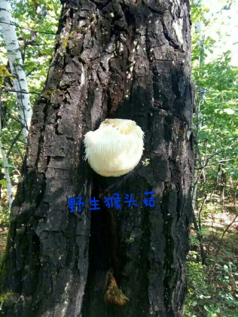 猴头菇