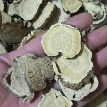苦参选货