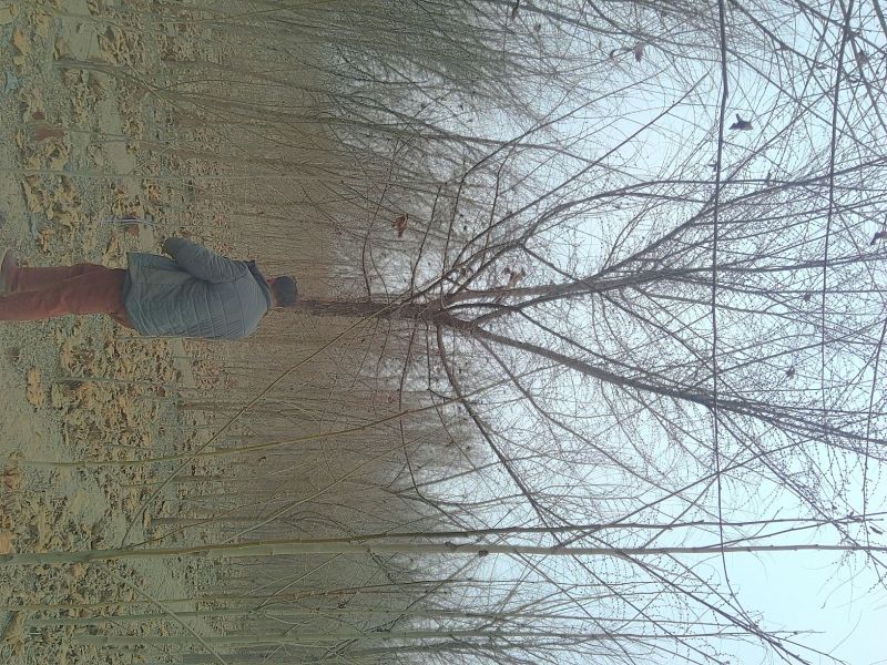 榆树6~8cm4~6cm2.5~3m