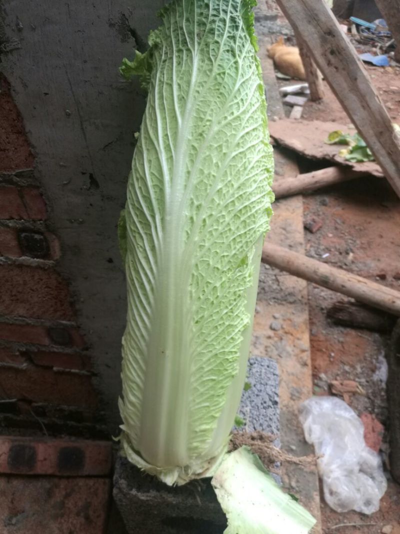 广西竹筒白菜白菜4~6斤产地直发可视频看货