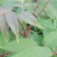 红油香椿树51~80cm