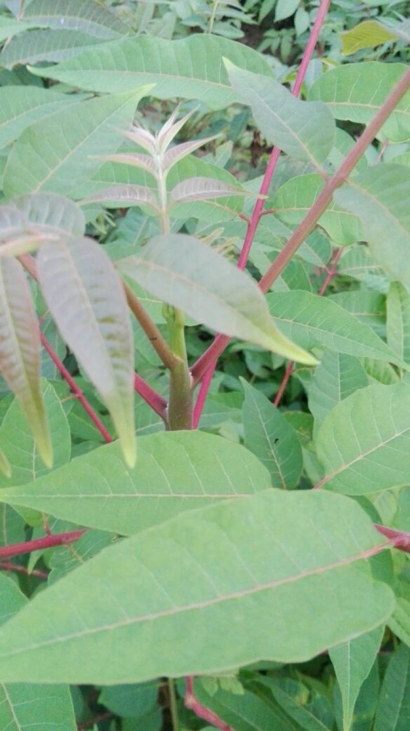红油香椿树51~80cm