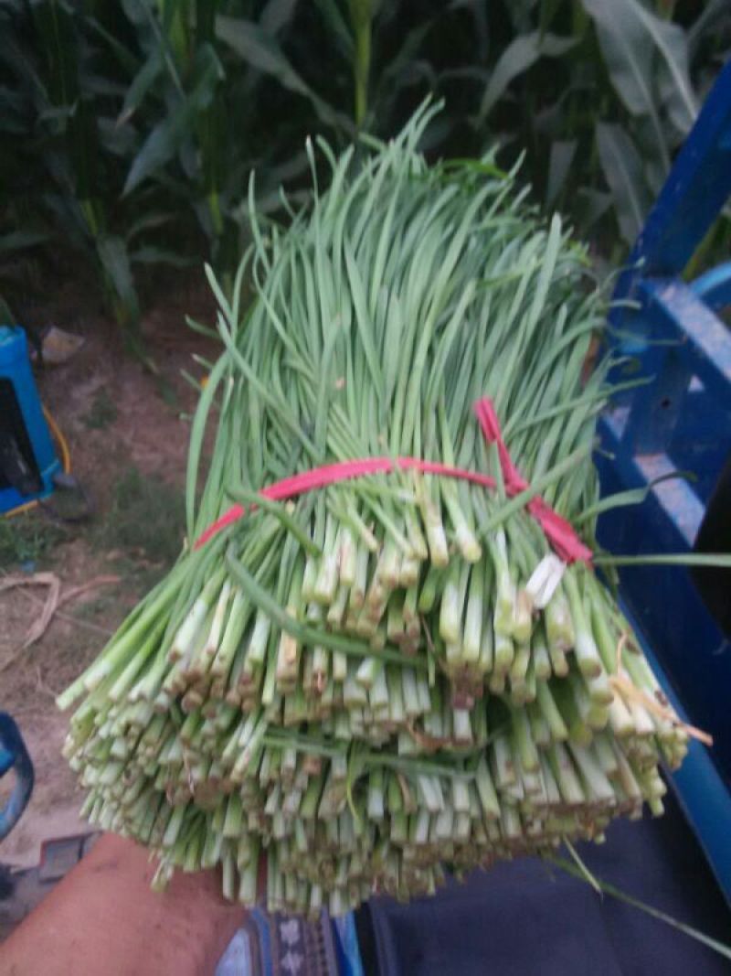 大棚韭菜大量上市。。。。。。。。。。。，，，，