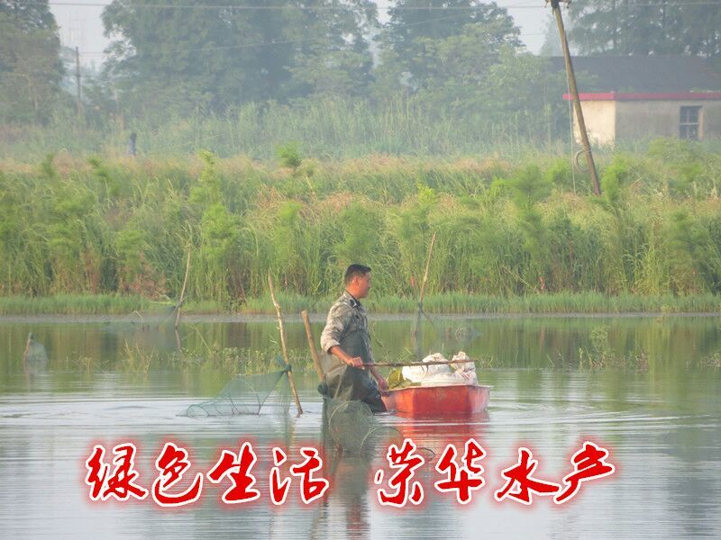 湖南益阳小龙虾食用4~6钱活虾