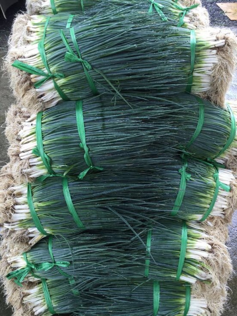 小葱40~45cm，无蓝粉