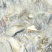 池鲤鱼食用1~2公斤