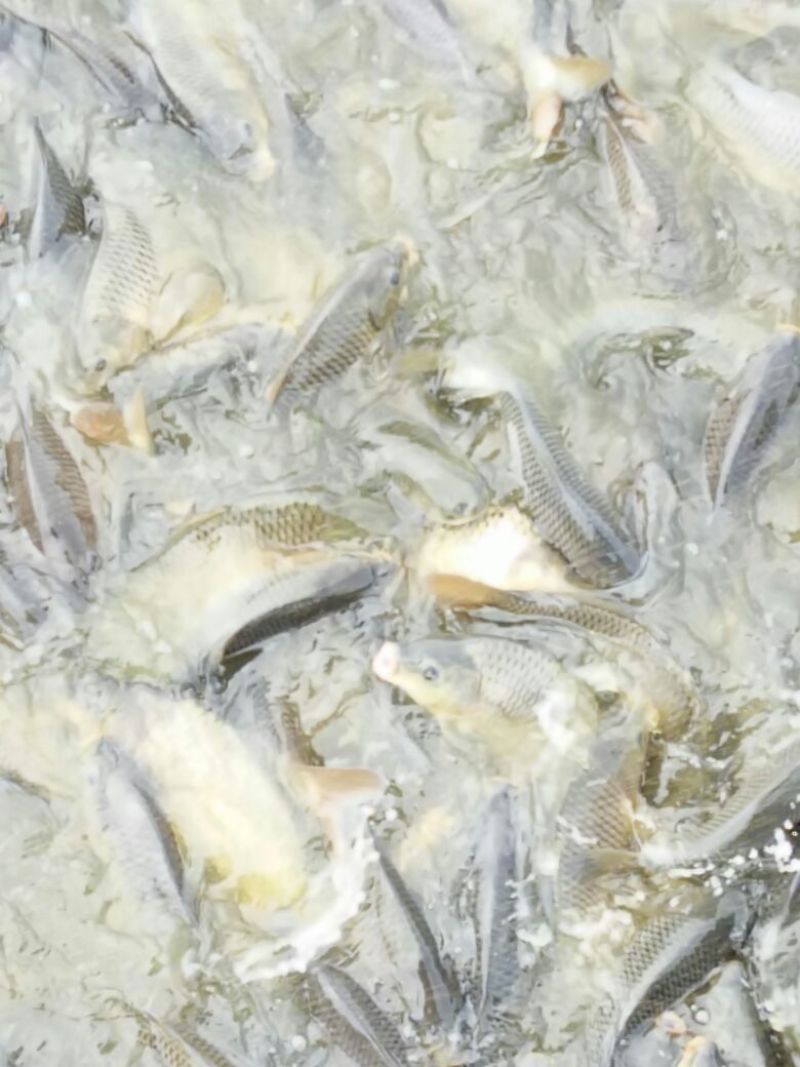 池鲤鱼食用1~2公斤