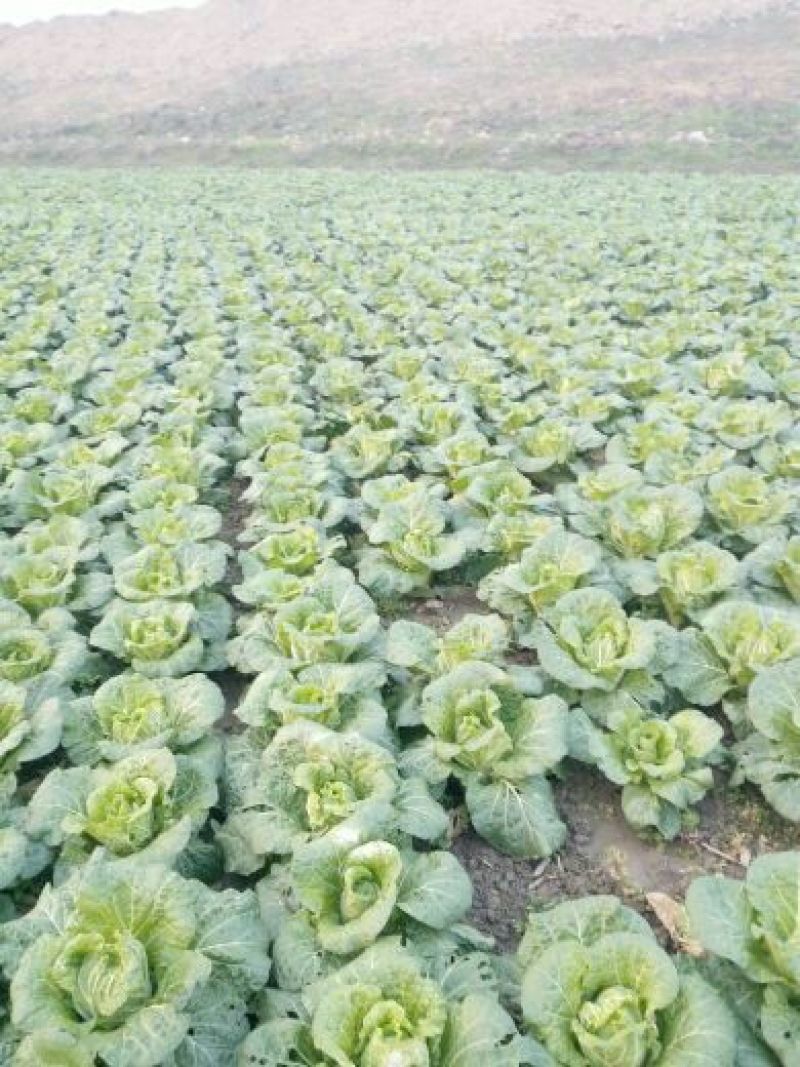 黄心大娃娃菜质量好价格低，万亩基地，欢迎朋友们过来