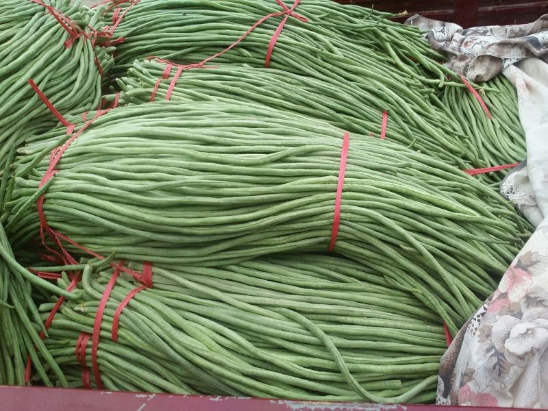 长豆角60厘米以上70厘米以上