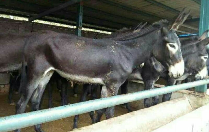 肉驴苗