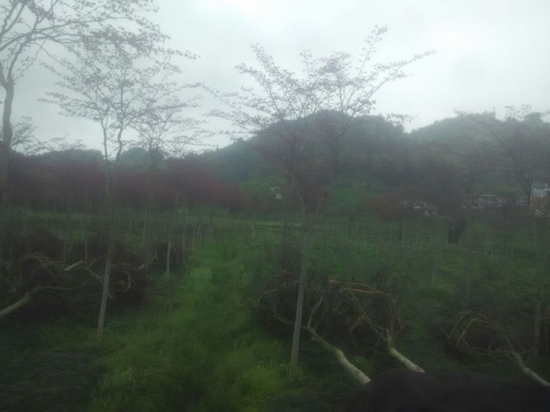 紫荆10~12cm2.5~3米