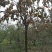柿树12~14cm10~12cm3.5~4米