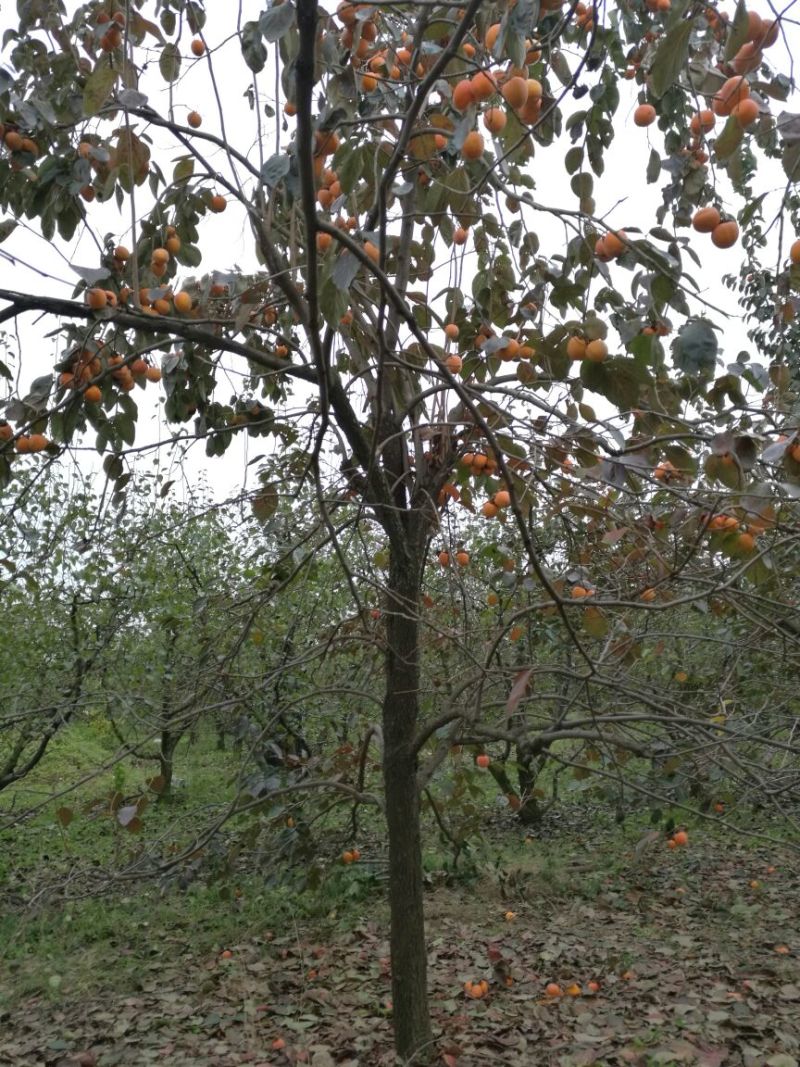 柿树12~14cm10~12cm3.5~4米