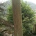 栾树10~12cm10~12cm3.5~4米